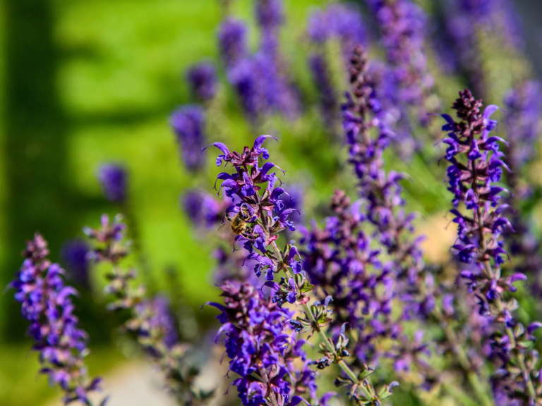 Lavender planting along garden pathway in Leicestershire